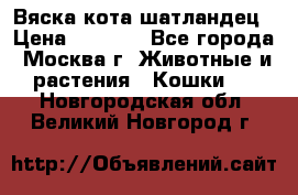 Вяска кота шатландец › Цена ­ 1 000 - Все города, Москва г. Животные и растения » Кошки   . Новгородская обл.,Великий Новгород г.